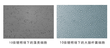 細胞計數儀鏡頭下的細胞圖片
