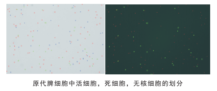 細胞計數儀細胞劃分圖片