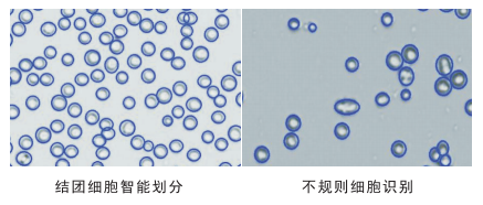 細胞計數儀細胞劃分圖片